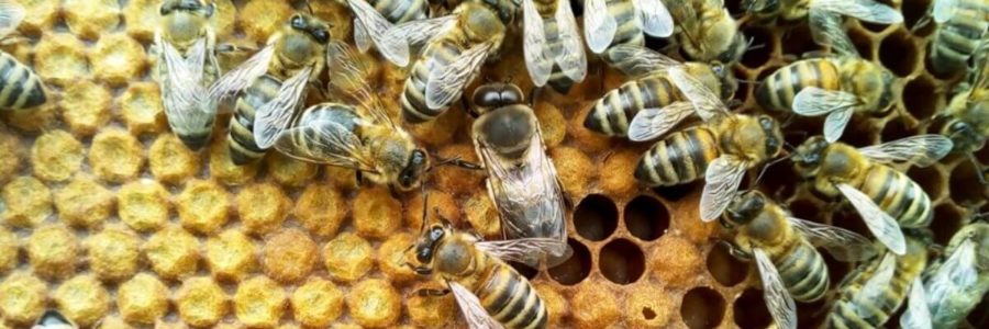 Κηφήνας και μέλισσες